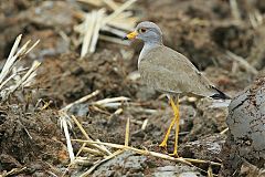 Gray-headed Lapwing